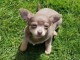 A DONNER SPLENDIDES CHIOTS CHIHUAHUA  L .O. F