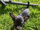 A DONNER SPLENDIDES CHIOTS CHIHUAHUA  L .O. F