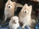 A donner chiots Samoyede 