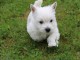 A donner chiots Westie 