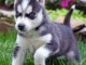 Chiots Husky Sibérien