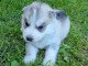 Chiot Siberian Husky lof a donner