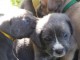 A donner Chiots cane corso.