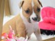 Don de ma petite American Staffordshire Terrier