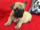 Chiot Bouledogue Français lof a donner