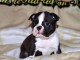 Chiot Boston Terrier  lof a donner