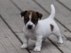 Chiot jack russell lof a donner