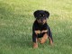 A donner chiot rottweiler lof