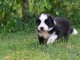 chiots Border collie lof a donner