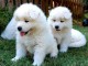 Chiots samoyede pedigré a donner