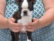 Chiot Boston Terrier  lof a donner