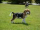 chiot Beagle LOF a donner