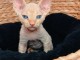 Chaton Sphynx a donner