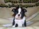 Chiot Boston Terrier  lof a donner