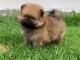 A adopté chiot spitz allemand femelle