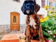 chiot Boxer femelle et mâle a donner