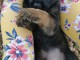 Vends chiot mere malinois