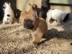 chiots Bouledogue Français Adoption