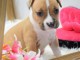 Don de ma petite American Staffordshire Terrier