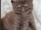 adorables chatons british shorthair 