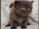 adorables chatons british shorthair 