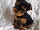 Chiots Yorkshire Terrier pour adoption