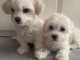 Chiots maltais blanc glace