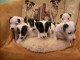 Chiots Jack Russell Terrier