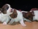 Chiots Jack Russell Terrier