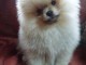 A donner chiot type spitz nain blanche femelle