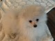 A donner chiot type spitz nain blanche femelle