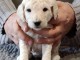 Chiot Grand Caniche femelle/mâle(Royal)LOF