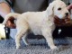 Chiot Grand Caniche femelle/mâle(Royal)LOF