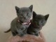 Sublimes Chatons Chartreux