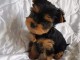 Chiots Yorkshire Terrier pour adoption