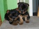 Super beaux chiots Yorkshire