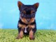 Super beaux chiots Yorkshire