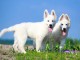 Chiot berger blanc suisse a donner