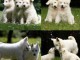 Chiot berger blanc suisse a donner