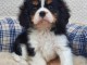 A donner chiot cavalier king charles spaniel femelle