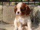 A donner chiot cavalier king charles spaniel femelle