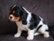 A donner chiot cavalier king charles spaniel femelle