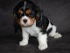 A donner chiot cavalier king charles spaniel femelle