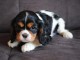 A donner chiot cavalier king charles spaniel femelle