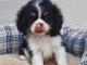 A donner chiot cavalier king charles spaniel femelle