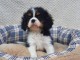 A donner chiot cavalier king charles spaniel femelle