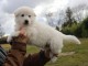 Chiots Berger Blanc Suisse