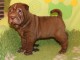 chiot Shar Pei a donner