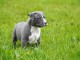 Chiot american staffordshire terrier lof a donner