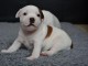 Chiots Staffordshire Bull Terrier LOF a donner